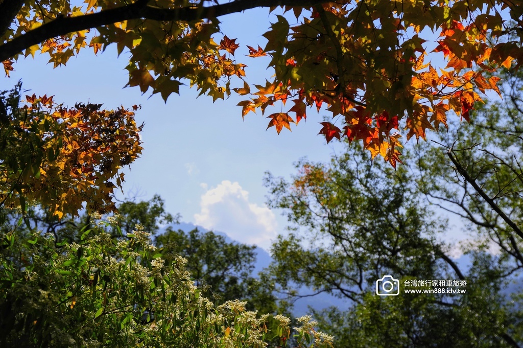 2024 1205 劉先生夫婦台中旅遊，黃金楓，白雪木，薰衣