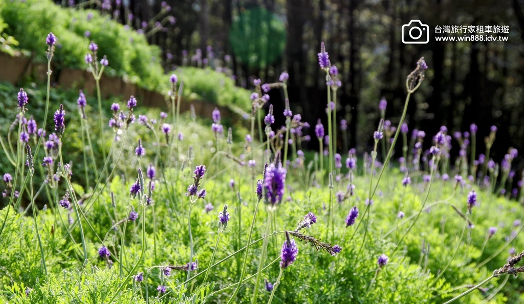 2024 1205 劉先生夫婦台中旅遊，黃金楓，白雪木，薰衣