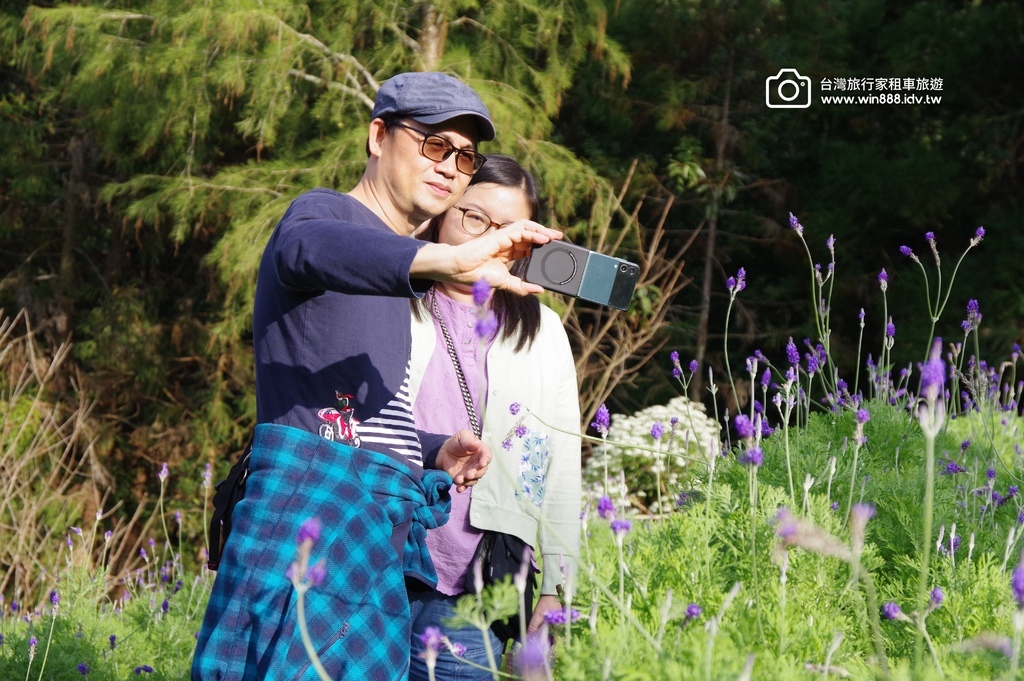 2024 1205 劉先生夫婦台中旅遊，黃金楓，白雪木，薰衣