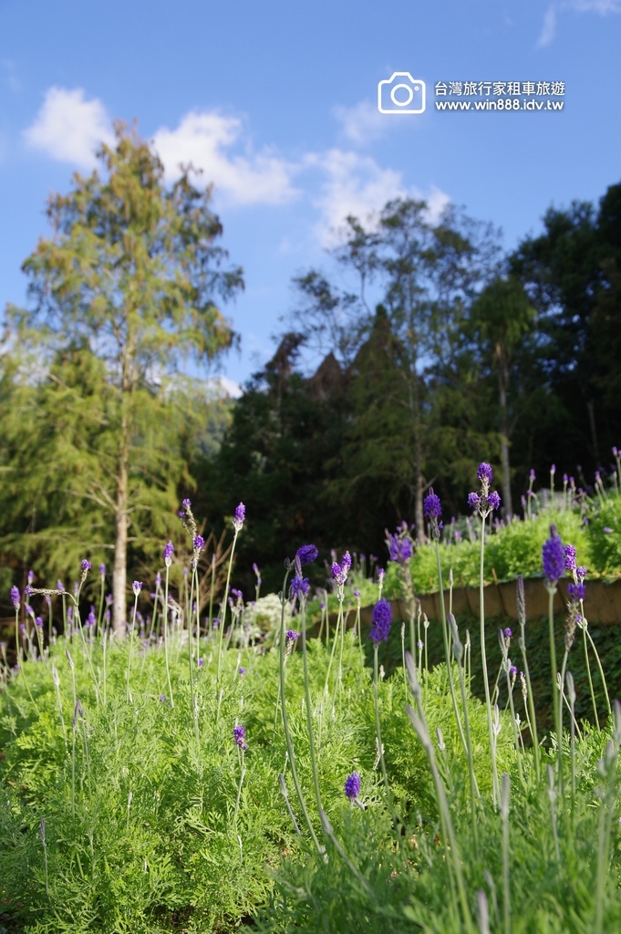 2024 1205 劉先生夫婦台中旅遊，黃金楓，白雪木，薰衣
