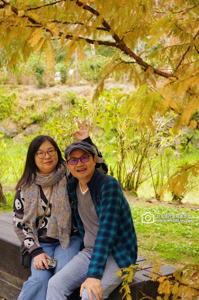 2025  1206 冬季戀歌落羽松，銀杏搖曳的金黃璀璨，祝