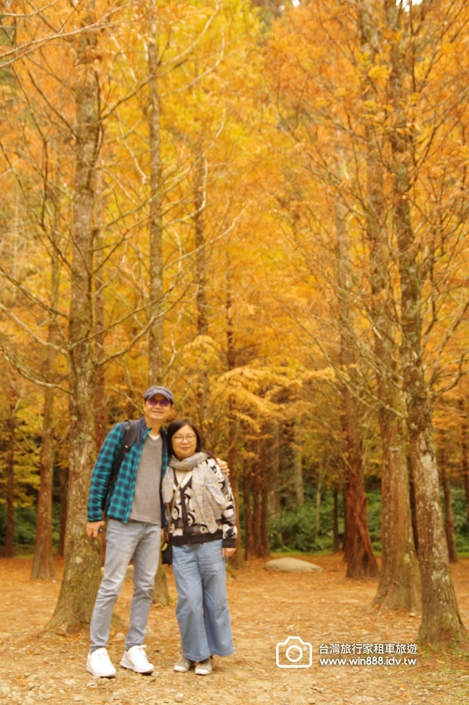 2025  1206 冬季戀歌落羽松，銀杏搖曳的金黃璀璨，祝