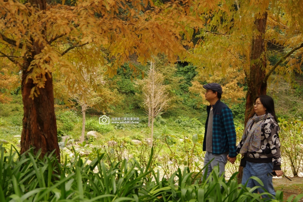 2025  1206 冬季戀歌落羽松，銀杏搖曳的金黃璀璨，祝