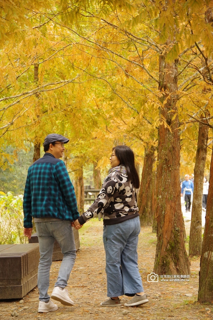 2025  1206 冬季戀歌落羽松，銀杏搖曳的金黃璀璨，祝