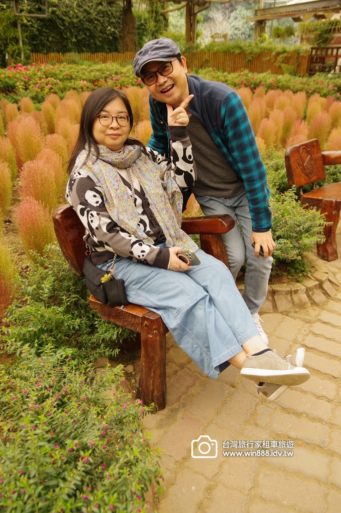 2025  1206 冬季戀歌落羽松，銀杏搖曳的金黃璀璨，祝