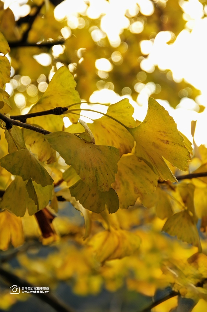 2025  1206 冬季戀歌落羽松，銀杏搖曳的金黃璀璨，祝