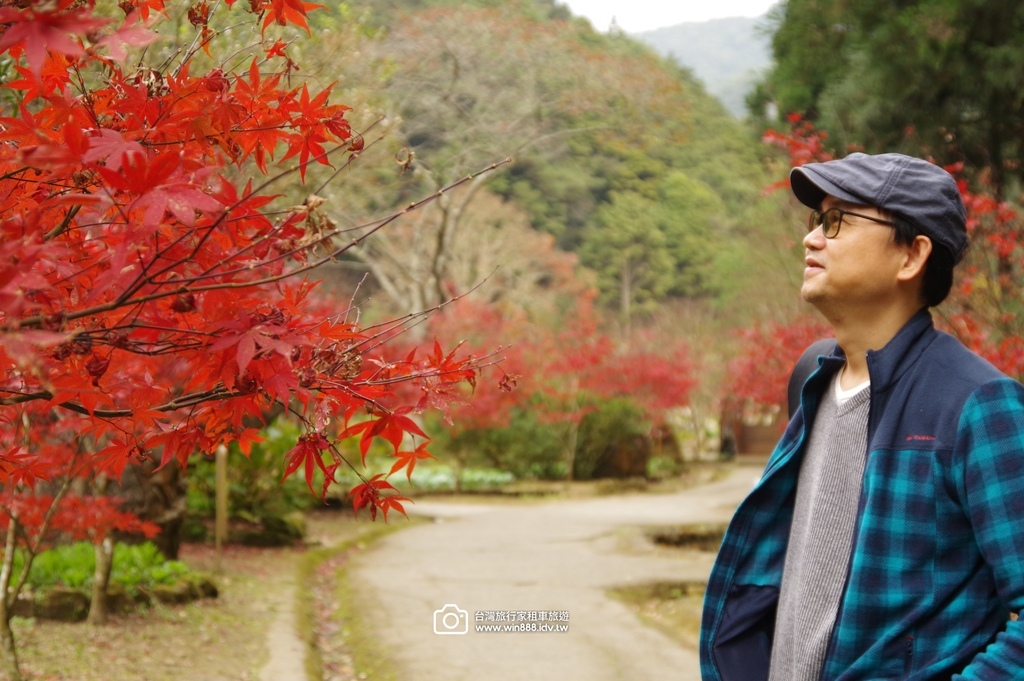 2025  1206 冬季戀歌落羽松，銀杏搖曳的金黃璀璨，祝