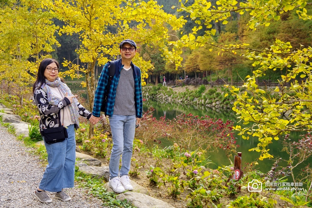 2025  1206 冬季戀歌落羽松，銀杏搖曳的金黃璀璨，祝