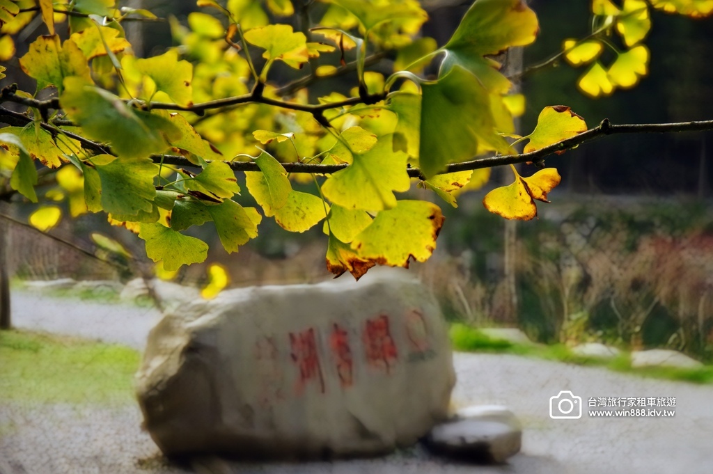 2025  1206 冬季戀歌落羽松，銀杏搖曳的金黃璀璨，祝