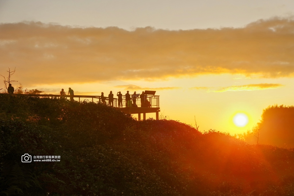 2025  1206 冬季戀歌落羽松，銀杏搖曳的金黃璀璨，祝