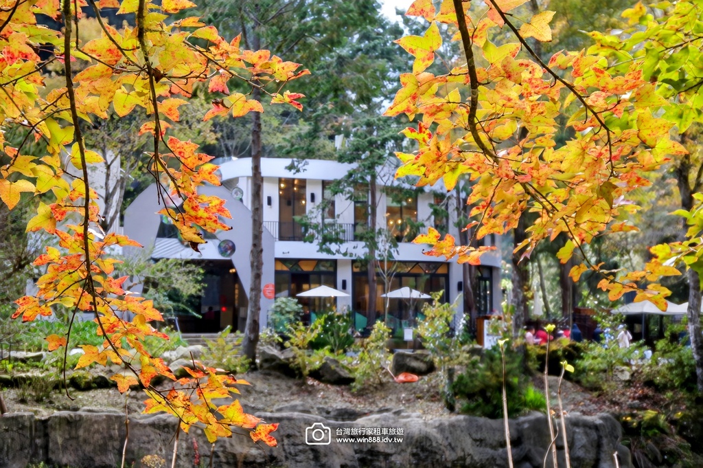 2025  1206 冬季戀歌落羽松，銀杏搖曳的金黃璀璨，祝