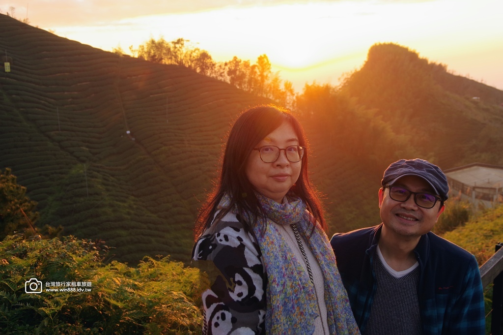 2025  1206 冬季戀歌落羽松，銀杏搖曳的金黃璀璨，祝