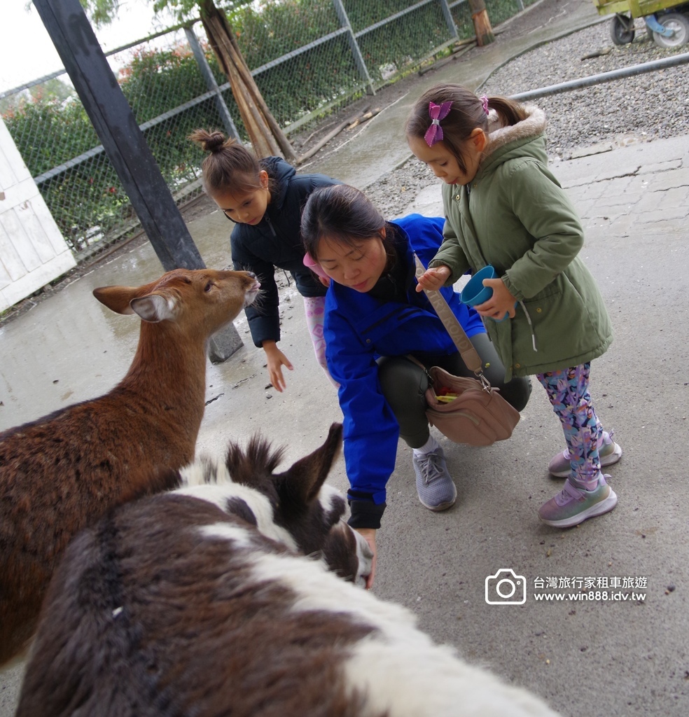 2024 1223 拔蔥洗蔥做蔥餅，小毛驢.梅花鹿，飲whi
