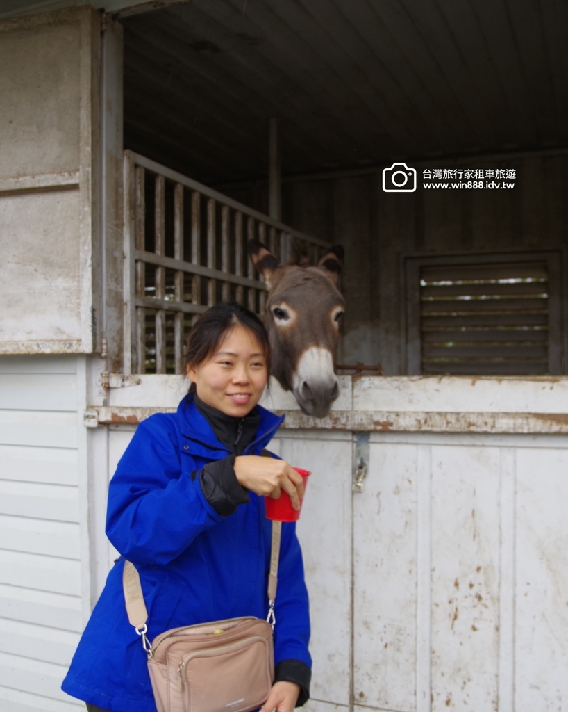 2024 1223 拔蔥洗蔥做蔥餅，小毛驢.梅花鹿，飲whi