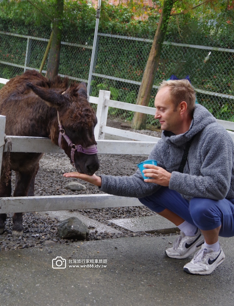 2024 1223 拔蔥洗蔥做蔥餅，小毛驢.梅花鹿，飲whi