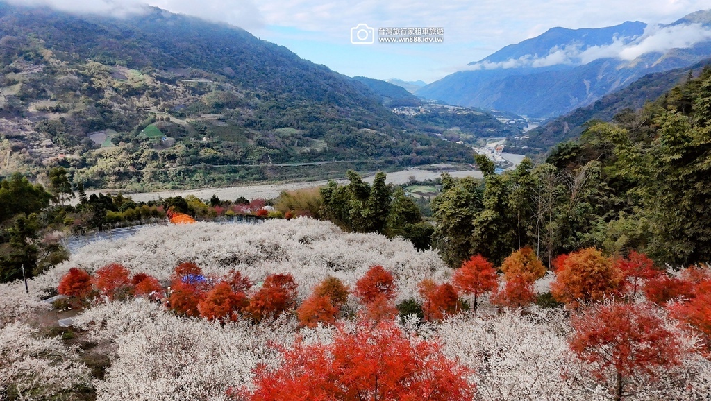 2025 0119 每年1月，日月潭往阿里山的新中橫公路，有