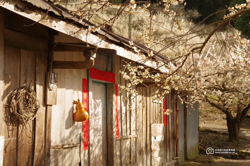 2025 0119 每年1月，日月潭往阿里山的新中橫公路，有