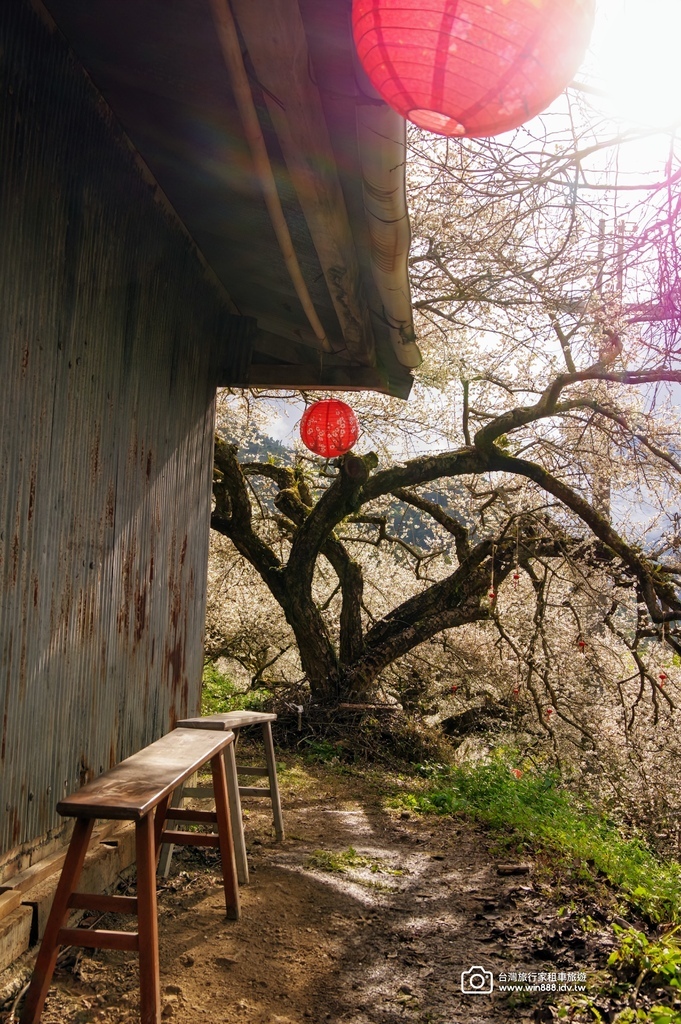 2025 0119 每年1月，日月潭往阿里山的新中橫公路，有