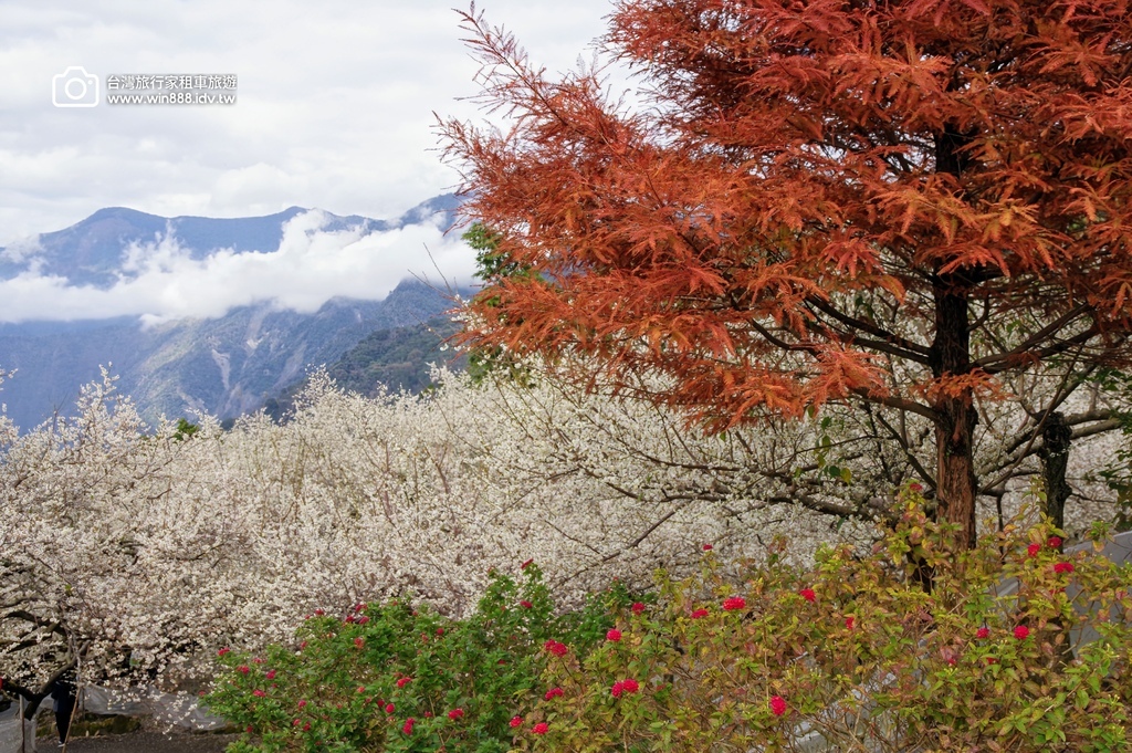 2025 0119 每年1月，日月潭往阿里山的新中橫公路，有