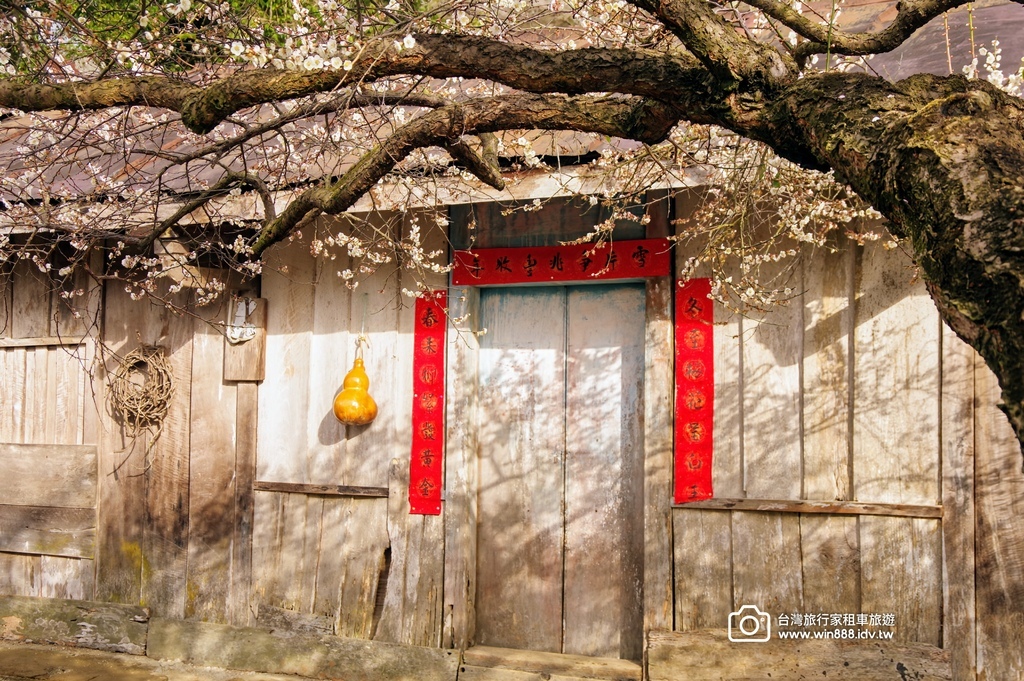 2025 0119 每年1月，日月潭往阿里山的新中橫公路，有