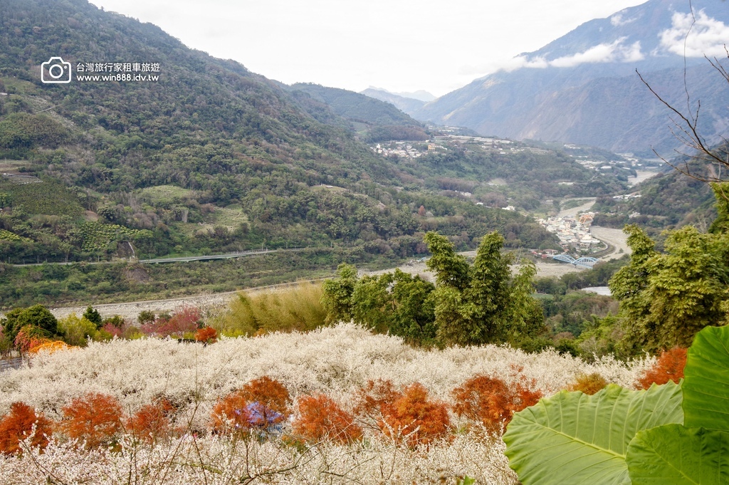 2025 0119 每年1月，日月潭往阿里山的新中橫公路，有