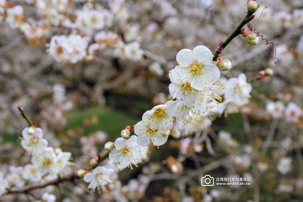 2025 0119 每年1月，日月潭往阿里山的新中橫公路，有