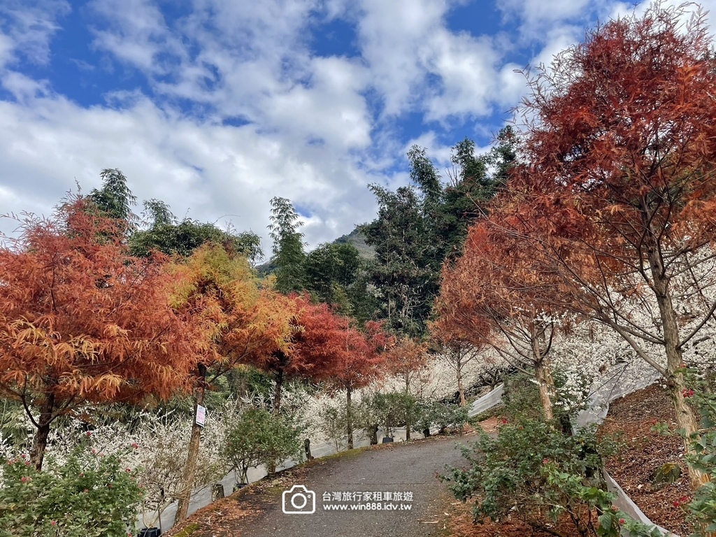 2025 0119 每年1月，日月潭往阿里山的新中橫公路，有