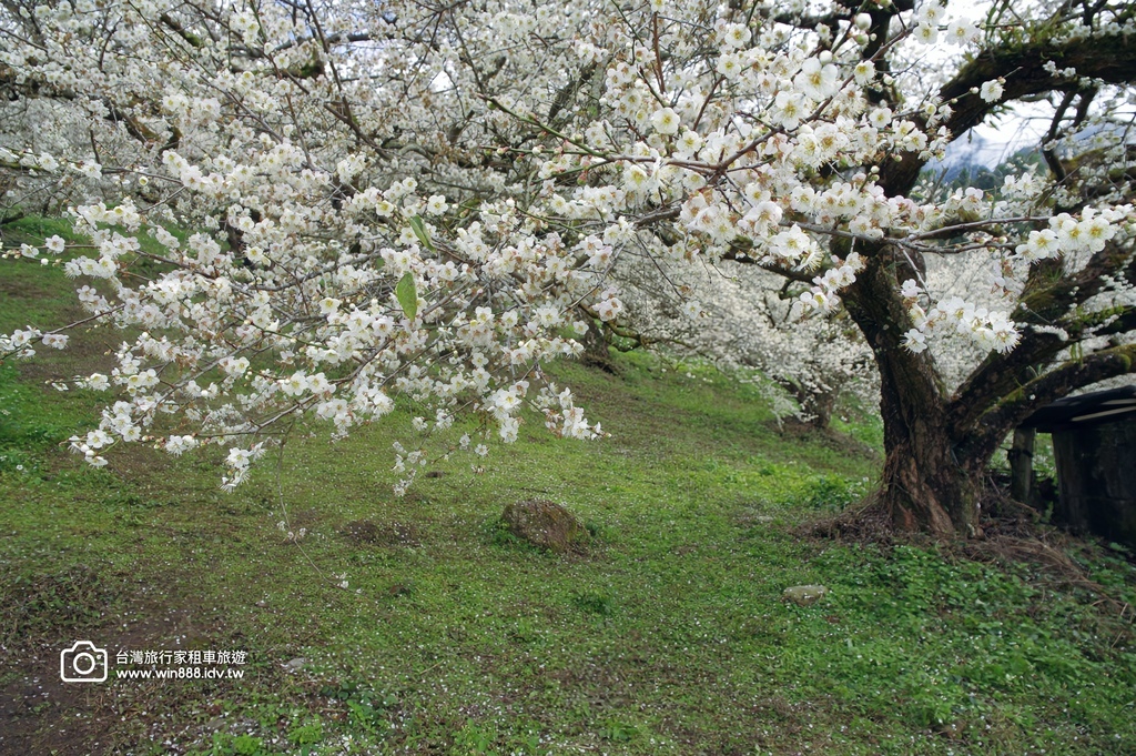 2025 0119 每年1月，日月潭往阿里山的新中橫公路，有