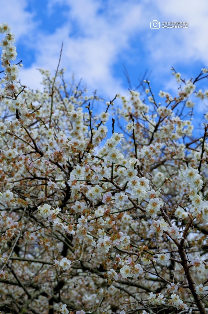 2025 0119 每年1月，日月潭往阿里山的新中橫公路，有