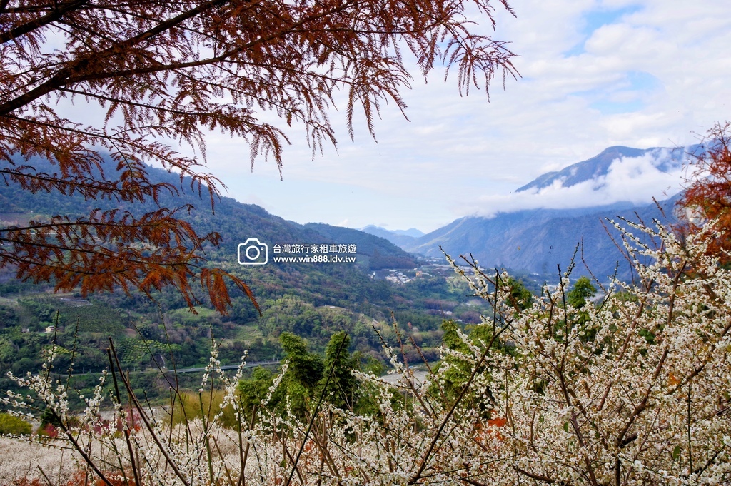 2025 0119 每年1月，日月潭往阿里山的新中橫公路，有