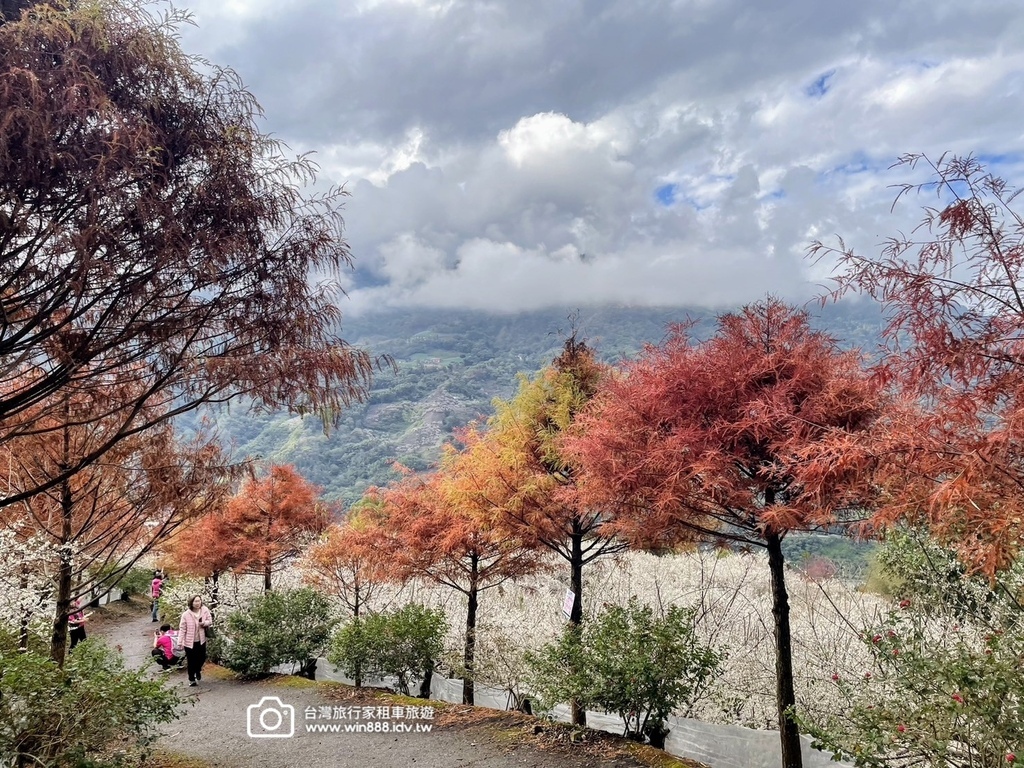 2025 0119 每年1月，日月潭往阿里山的新中橫公路，有
