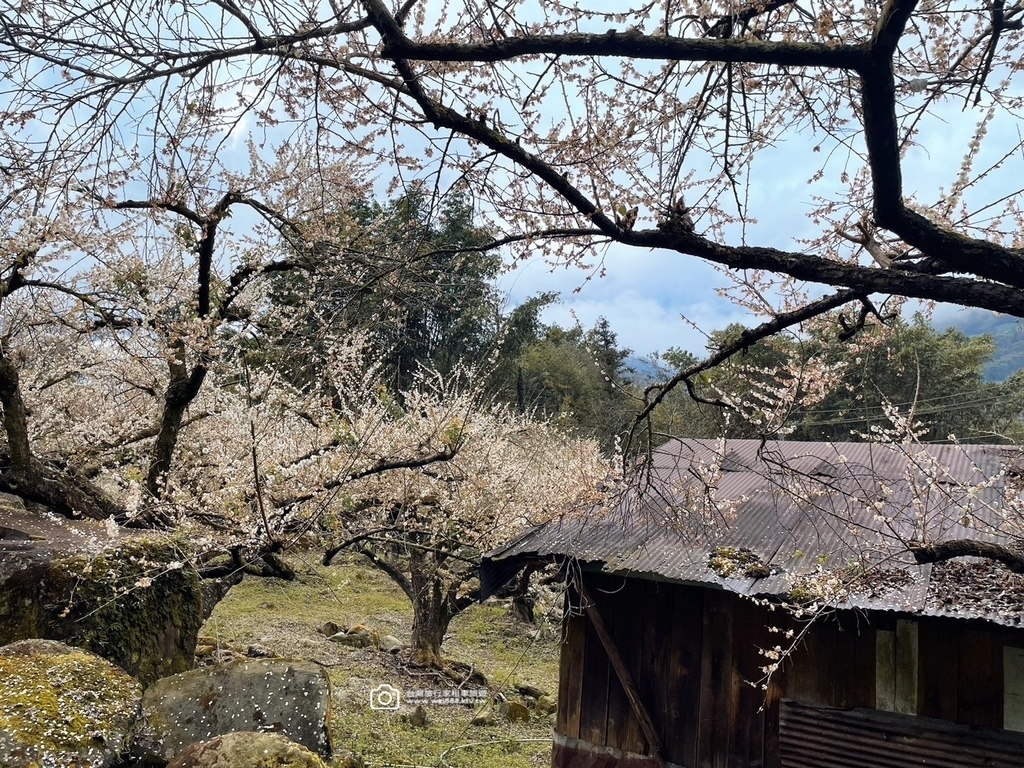 2025 0119 每年1月，日月潭往阿里山的新中橫公路，有