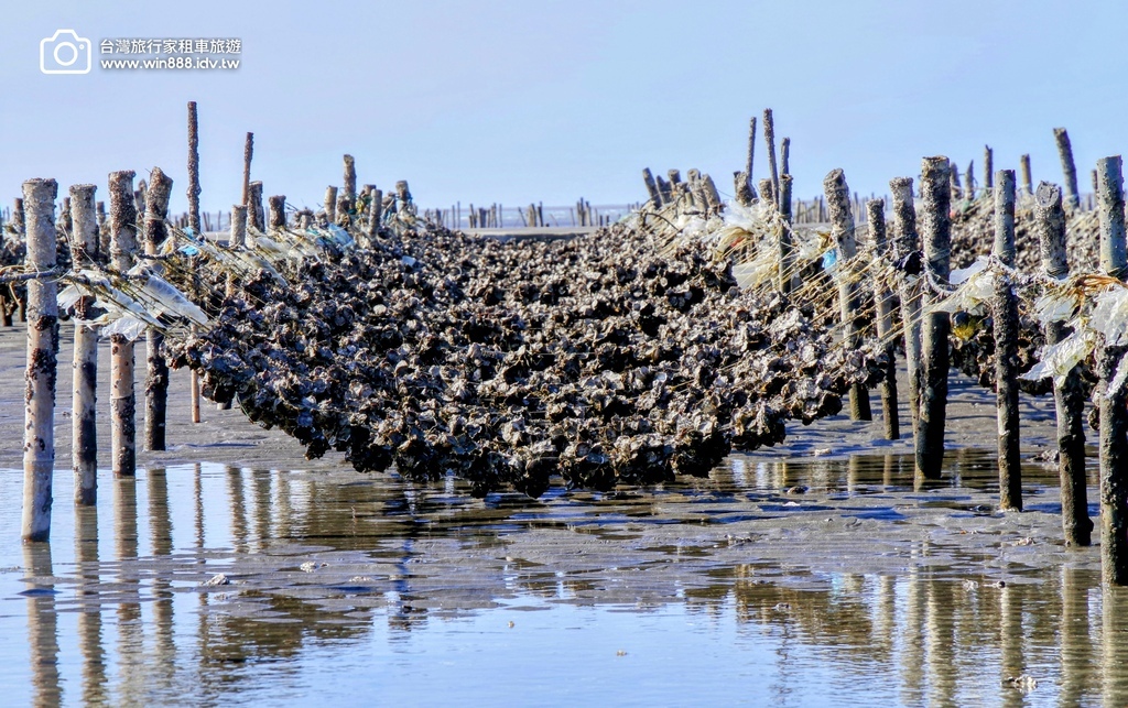 2025 0210 小資旅行，彰化.芳苑.王功，採蚵仔體驗，