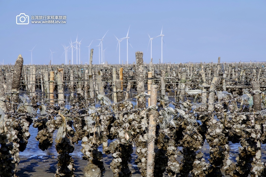 2025 0210 小資旅行，彰化.芳苑.王功，採蚵仔體驗，