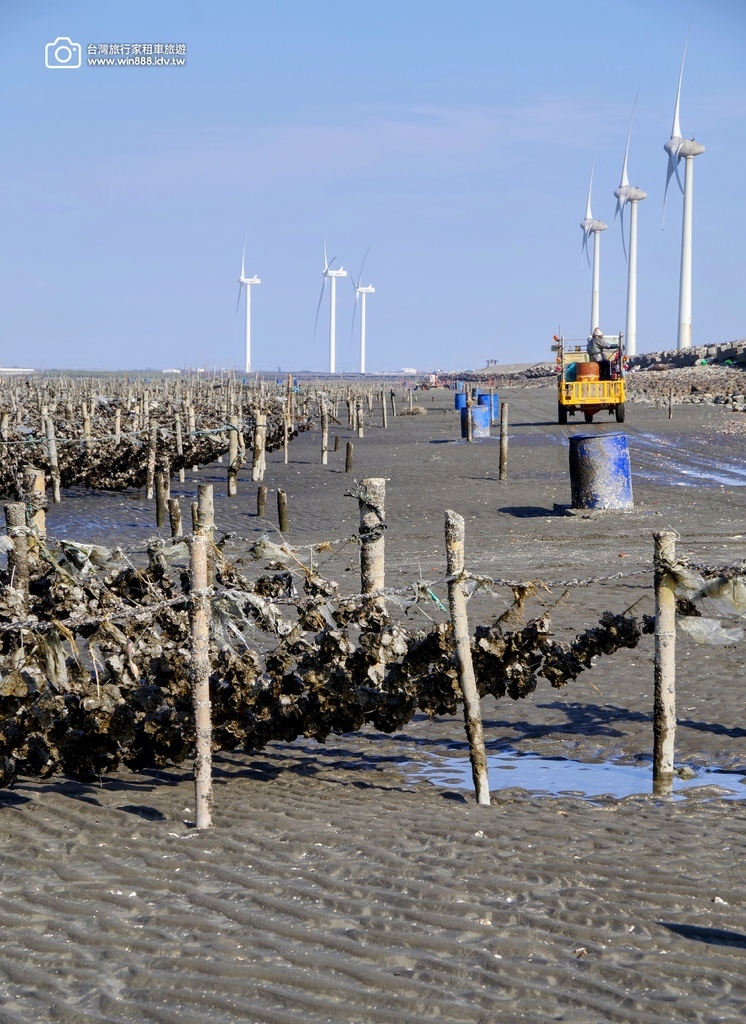 2025 0210 小資旅行，彰化.芳苑.王功，採蚵仔體驗，