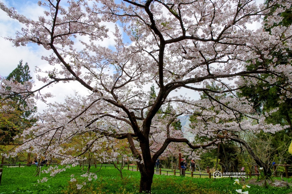 2025 0321 于先生夫婦，阿里山旅遊，幸運見到玉山白了