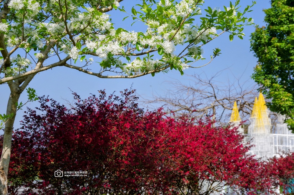 2025 0321 于先生夫婦，阿里山旅遊，幸運見到玉山白了