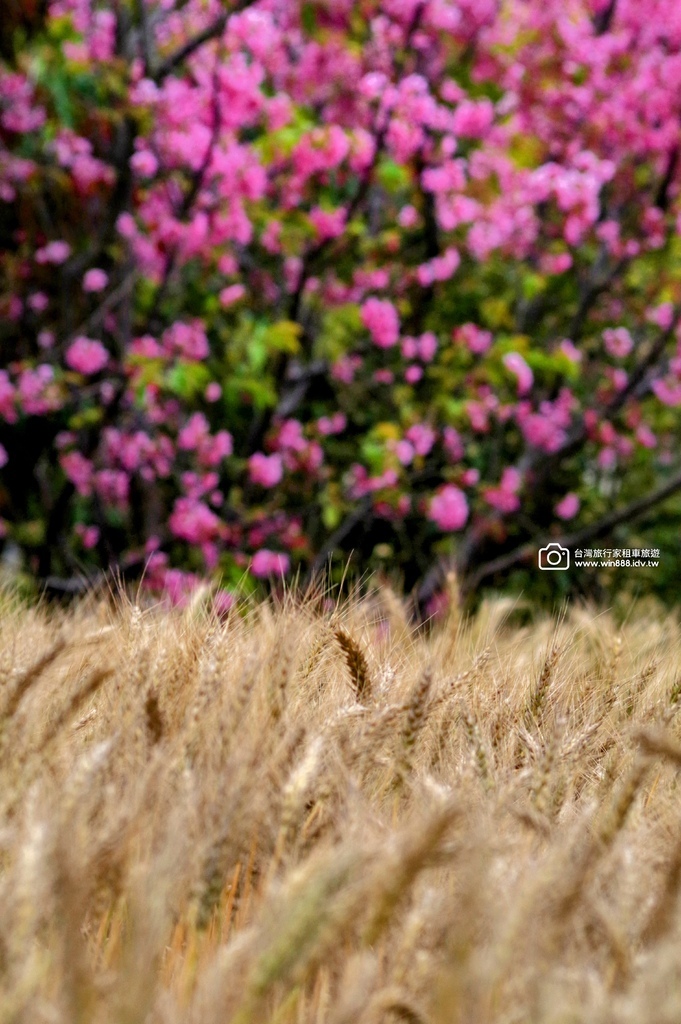 2025 0329 三月限定，台中大雅小麥田，麥香櫻花。