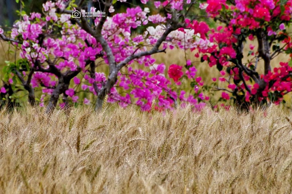 2025 0329 三月限定，台中大雅小麥田，麥香櫻花。