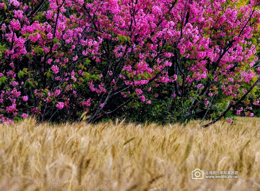 2025 0329 三月限定，台中大雅小麥田，麥香櫻花。