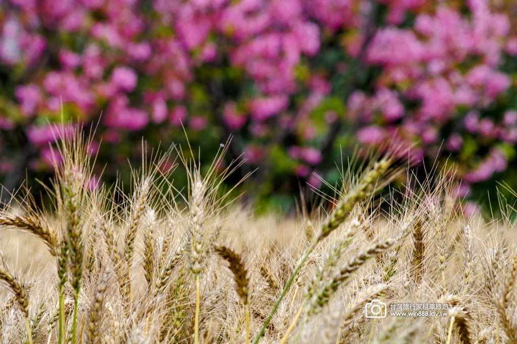 2025 0329 三月限定，台中大雅小麥田，麥香櫻花。