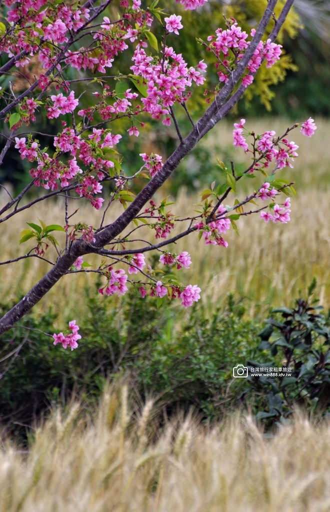 2025 0329 三月限定，台中大雅小麥田，麥香櫻花。