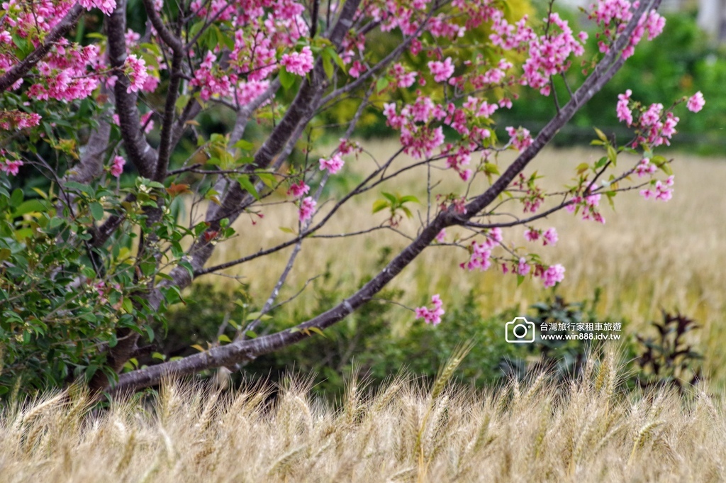 2025 0329 三月限定，台中大雅小麥田，麥香櫻花。
