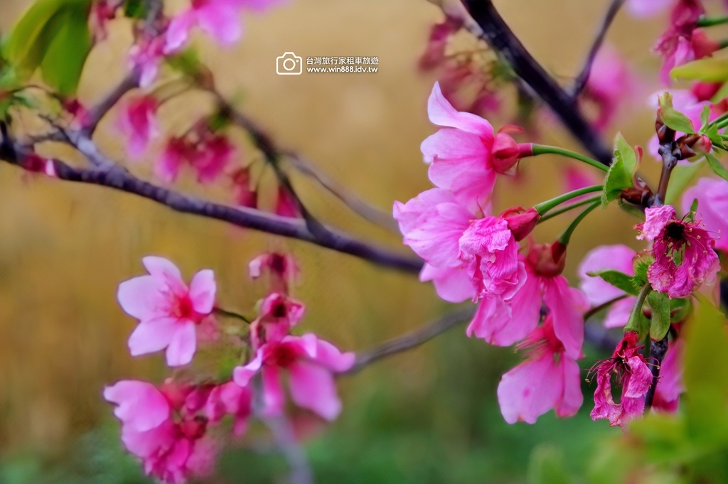 2025 0329 三月限定，台中大雅小麥田，麥香櫻花。