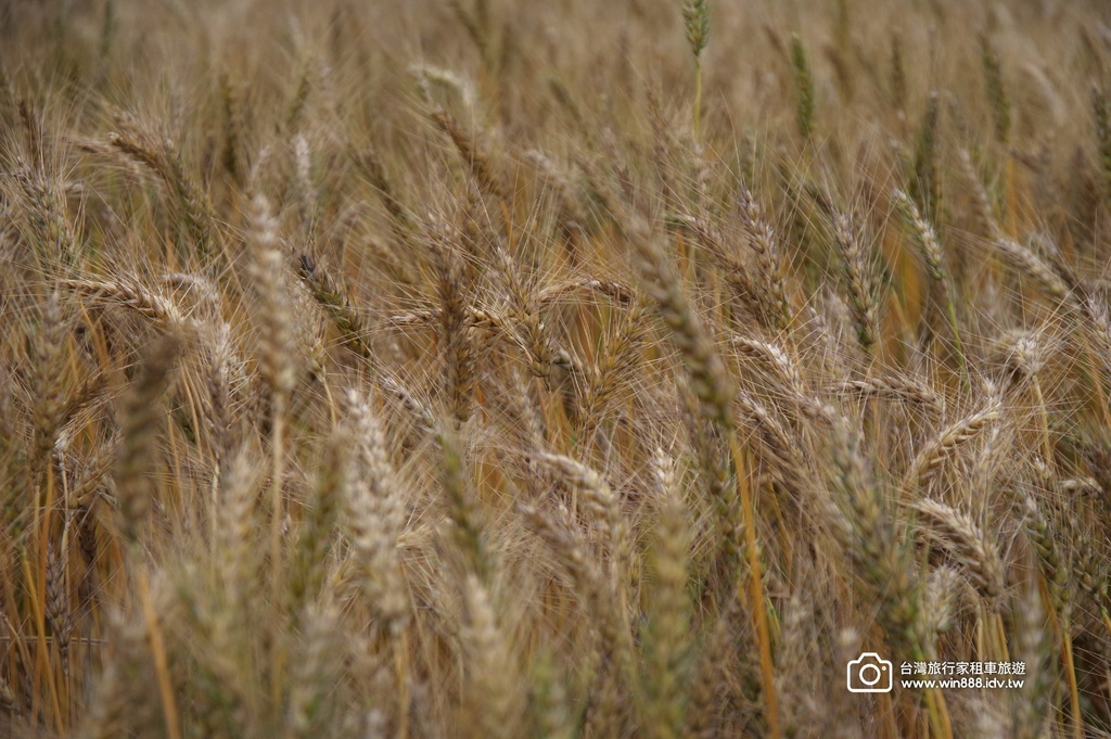 2025 0329 三月限定，台中大雅小麥田，麥香櫻花。
