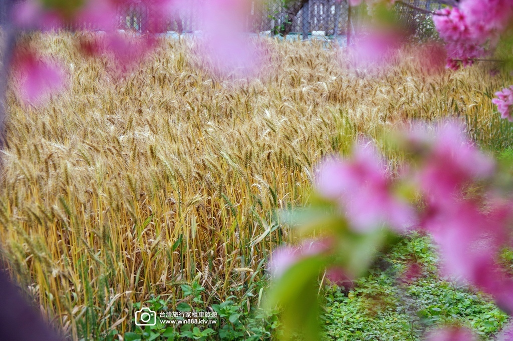 2025 0329 三月限定，台中大雅小麥田，麥香櫻花。