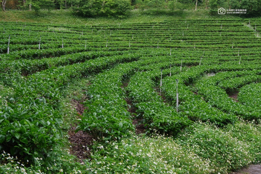 2025 0406 今日走訪日月潭獲獎無數兩間本地咖啡屋，還