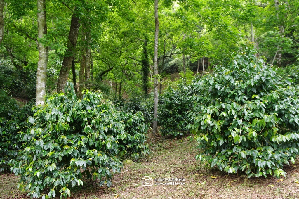 2025 0406 今日走訪日月潭獲獎無數兩間本地咖啡屋，還