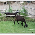 IMG_2584_nEO_IMG
