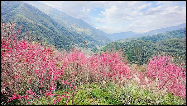 【露營230】1130203~新竹★五峰【桃山清泉露營區★ 